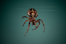 Close-up Of Spider In The Web. Araneus.