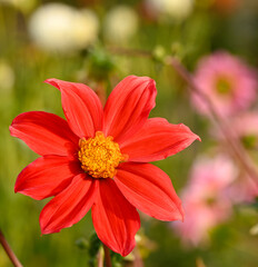 Sticker - Beautiful close-up of a single-flowered dahlia