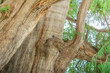 Hermosa fotografía del árbol del Tule ubicado en Oaxaca, México.