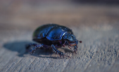 a small black beetle on wooden boards. macro photography