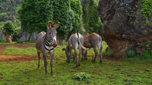 Grevy Zebras Grazing And Posing