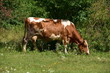 krowa, zwierzak, farma, pola, mleczko, rolnictwa, pastwisko, bydło, 