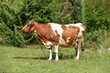 krowa, zwierzak, farma, pola, mleczko, rolnictwa, pastwisko, bydło, 