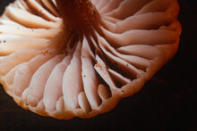 Extreme Close Up Of Colorful Mushroom Gills