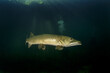Calm northern pike in Traun river. River scuba diving. Pike during dive. European nature.