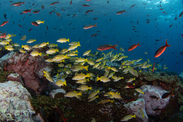 Poster - Blue and gold snapper are swimming on the coral. Nice shoal of snapper during dive. Malpelo marine reserve.	