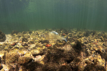 Poster - Grayling in Traun river. River scuba diving. Thymallus during dive. European nature.