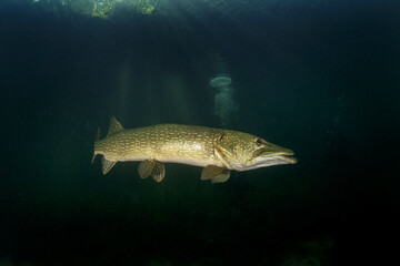 Poster - Calm northern pike in Traun river. River scuba diving. Pike during dive. European nature.