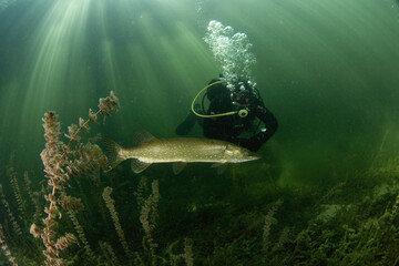 Poster - Calm northern pike in Traun river. River scuba diving. Pike during dive. European nature.