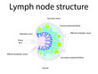 © Basstock - Lymph node structure schematic anatomic illustration - showing nodes, capsule, sinus, artery, vein, lymphatic vessels and germination center.