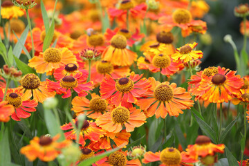 Helenium 'Waltraut'  in flower.