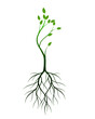 Young green Tree with Roots. Vector outline Illustration.