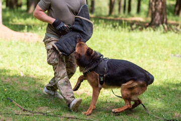 Wall Mural - German Shepherd attacking dog handler during aggression training.