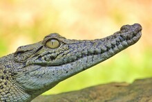 Close-up Of Crocodile