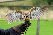 Ashy Faced Owl At A Bird Of Prey Centre