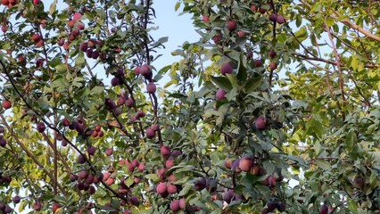 Wall Mural - Ripe large juicy plums ripened on the tree. Harvest plums for drying and processing into prunes. Large natural plums in the fruit farm. Cultivation of plums