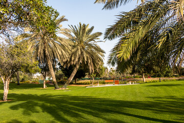 Wall Mural - City park with exotic palm trees, botanical garden in Abu Dhabi. 