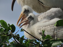 Closeup Of Wood Stork Juveniles