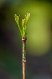 Fototapeta Sypialnia - Brote nuevo árbol nativo palo borracho Ceiba Speciosa