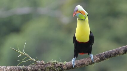 a slow motion clip of a keel-billed toucan perched on a branch and calling at boca tapada in costa rica