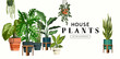 Vector House Plants Collection