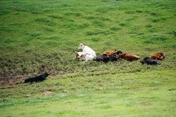 Sticker - cows in the field