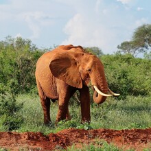 African Elephant At Tsavo National Park, Kenya