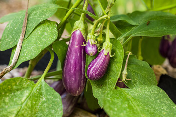 fairytale eggplant