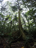 Fototapeta  - Yela Valley Ka Forest at Kosrae, Federated States of Micronesia.