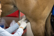 Horse Joint Injection