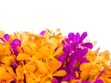 Orange Orchid And Purple Orchid In White Background