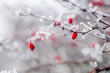 Red rosehip berries on bush in snow. Rosa canina plant