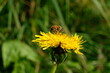 FU 2021-09-18 Feld 35 Auf der Blüte ist ein Insekt