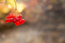 Bright Red Viburnum Berries On Branches In Autumn. Medicinal Plant.
