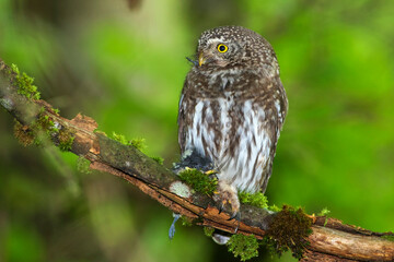 Wall Mural - Sperlingskauz (Glaucidium passerinum)