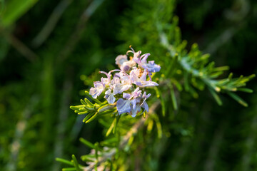 Wall Mural - Beautiful Macro violet flowers of rosemary