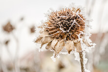 A Frozen, Dried Flower Sunflower Covered In Snow. Dried Sunflower Frozen And Covered With Snow In The Field At The Beginning Of December, Novi Sad, December 2016.