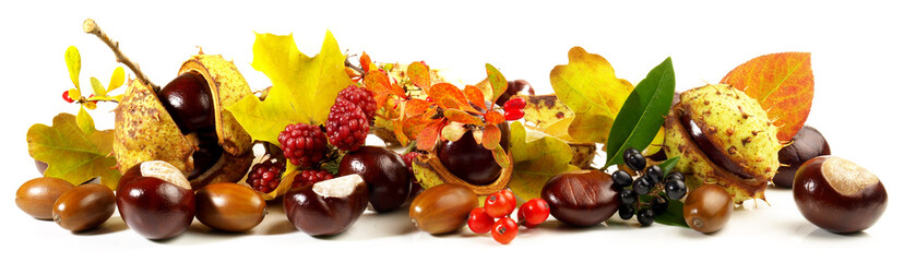 Wall Mural - Chestnuts, Acorns, Autumn Leaves and Fruits isolated on white Background - Panorama