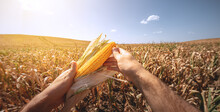 Ripe Corn In The Hands Of A Farmer, In The First Person, Against The Backdrop Of An Agricultural Field.