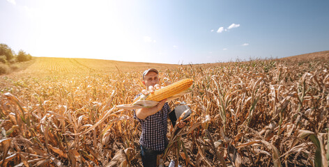 Wall Mural - A young agronomist inspects the quality of the corn crop on agricultural land. Farmer in a corn field on a hot sunny day