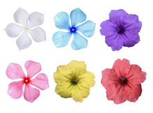 Big Selection Of Various Flowers Isolated .