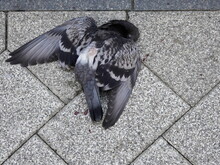 Dead Body Of Pigeon Laying On The Pavement