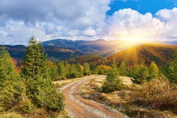 Wall Mural - Forest on a sunny day in autumn season.