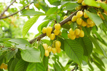 Fresh Yellow Cherry Fruit Branch. Fresh Natural Healthy. Yellow Rainier Cherries On Branch. Yellow Cherries With Green Leaves On The Branch. 