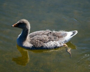 Sticker - Closeup of a beautiful Homemade goose swimming in pond under evening sun