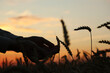 Young man hands and wheat on a sunset background. Pavel Kubarkov, my hands and wheat. Photo was taken in the evening 5 August 2022 year, MSK time in Russia.