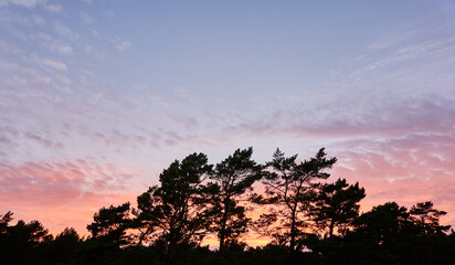 Wall Mural - Forest at sunset. Dramatic cloudscape. Tree silhouettes against clear blue sky with glowing pink and golden cirrus and cumulus clouds after storm, soft sunlight. Nature, environment themes