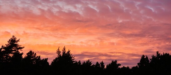 Wall Mural - Forest at sunset. Dramatic cloudscape. Tree silhouettes against clear blue sky with glowing pink and golden cirrus and cumulus clouds after storm, soft sunlight. Nature, environment themes