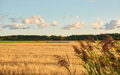 Wall Mural - Plowed agricultural field and forest at sunset. Dramatic sky, glowing clouds, soft golden sunlight. Latvia. Summer, early autumn. Nature, ecology, remote places, harvesting. Panoramic view