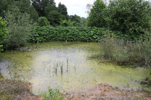 View Of Swamp In Summer